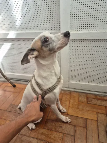 Doação de Pet