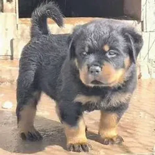 Rottweiler,Rottweiler Filhote com Forte Padrão da Raça e Ótimo Temperamento
