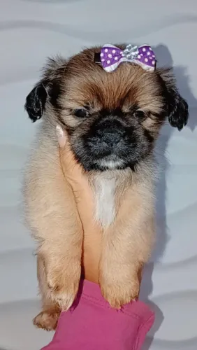 Fêmea Shih Tzu com genética de pequinês 