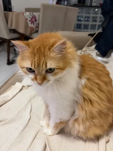 Vendo gato