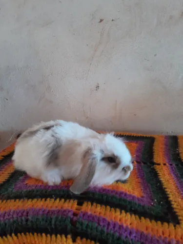 Filhotes de Coelho Mini Lop. 