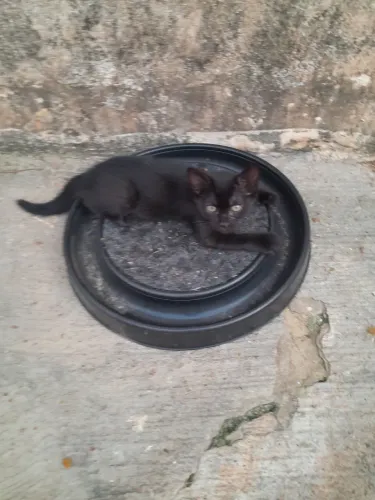 Filhote de gatinho