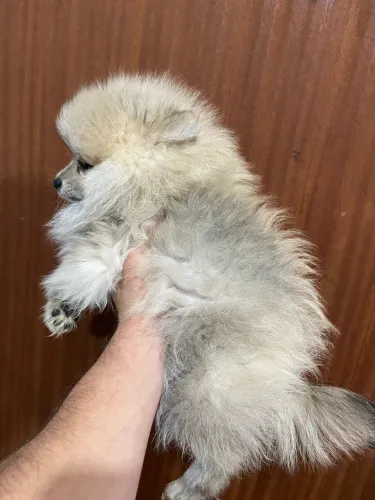 Lulu da Pomerânia 