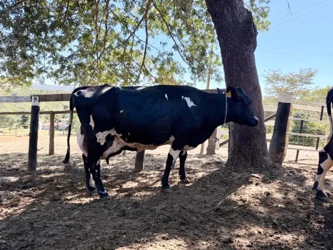 Vacas de Leite
