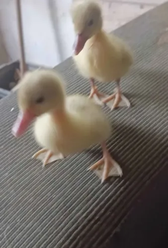 Patinhos