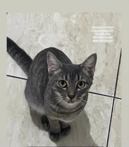 Gata para adoção responsável 