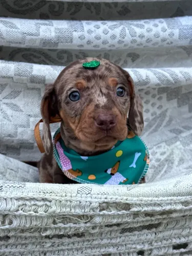 Dachshund amoroso