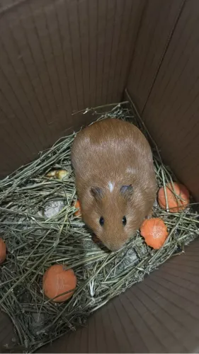 Porquinho da Índia 