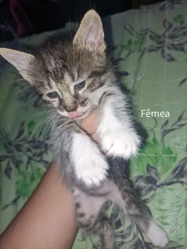 Gatinhas filhotes para adoção P norte (nasceram dia 16/12)