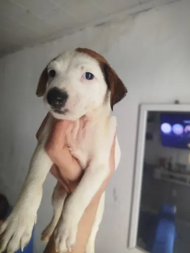 Cachorrinho para adoção