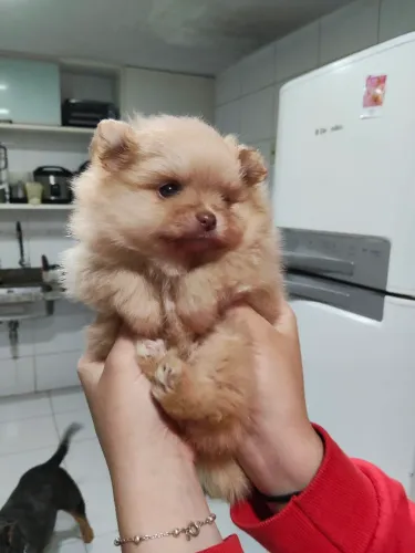 Filhote de spitz alemão (lulu da pomerania)