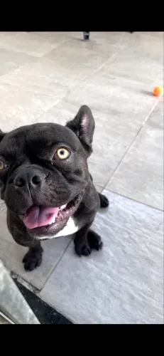Vendo Bulldog