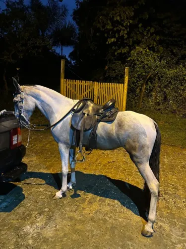 Cavalo
