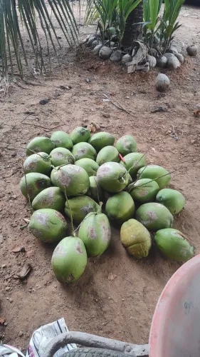Água de coco