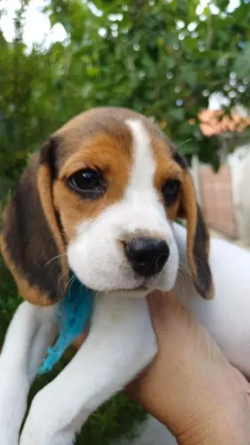 Filhotinhos de Beagle Lindos, Carinhosos e brincalhões .