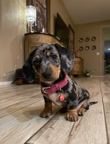Basset teckel puro amor