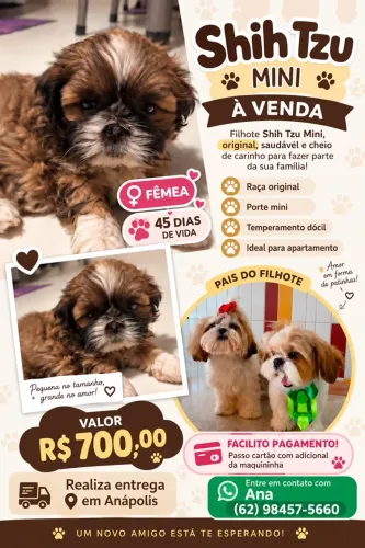 Vendo, Filhote, de shih tzu fêmea mine . A menor da raça