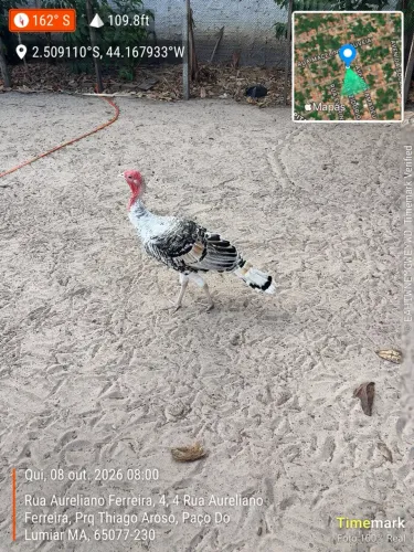 Peru macho