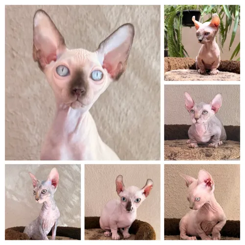 Filhotes Sphynx 