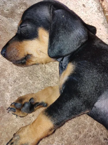 Vendo filhote de salsicha cruzando com Pinche número 2