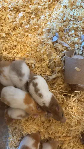 Hamster