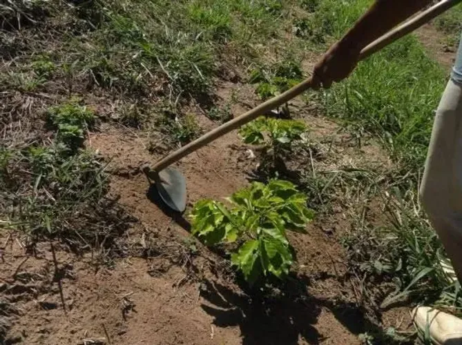 Capina limpeza de terreno