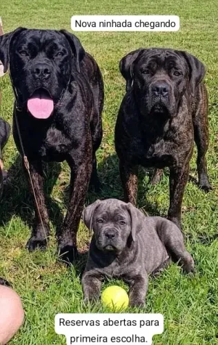 Filhote de cane corso com pedigree 