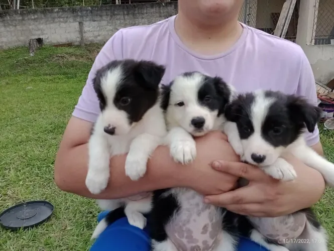 Filhote de border collie o pequeno campeão das quatro patas