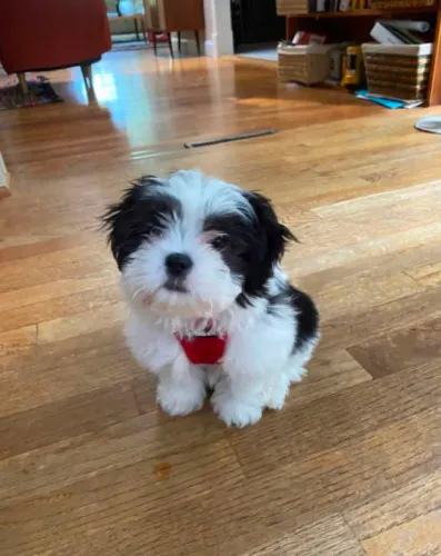 Shih Tzu Cachorrinho que merece sair do anúncio e ganhar novos momentos