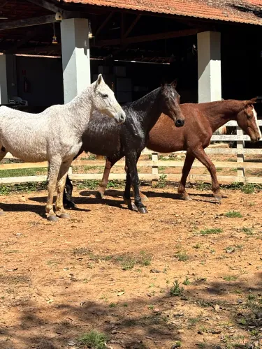 3 éguas e um cavalo