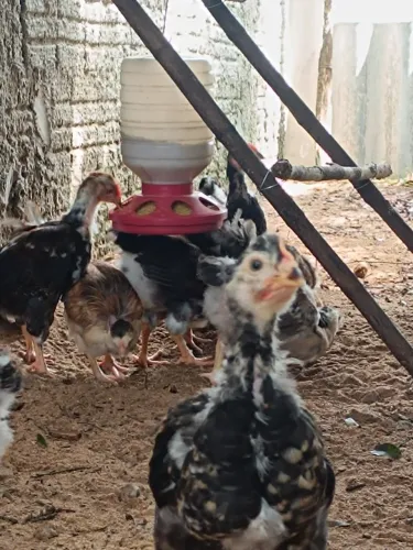Galinha sertaneja Balão ( GSB )