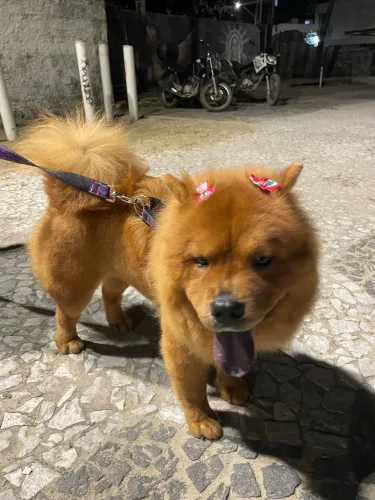 Venda: Chow Chow fêmea 