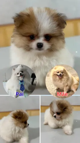 Lulu da Pomerânia Spitz Alemão Anão - Disponível