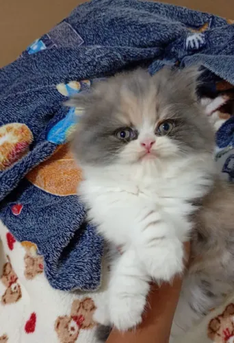 Vendo gatinha persa