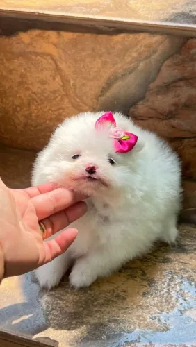 Lulu da Pomerânia adorável