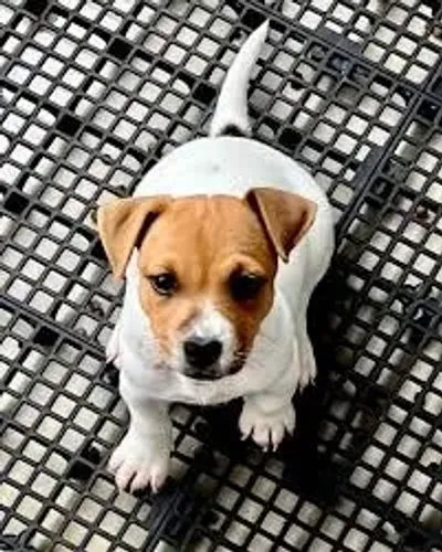 Jack russel filhotes