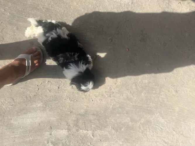 Machinho de Shitzu