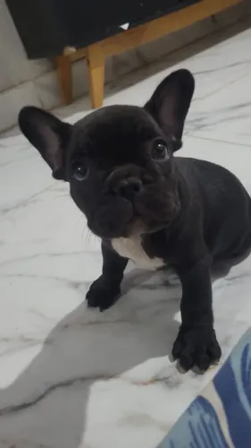 Bulldog francês fêmea