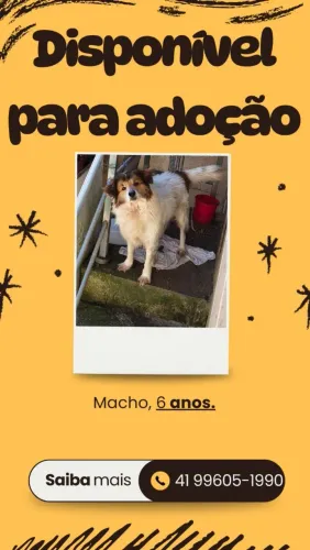 Doa se cachorro