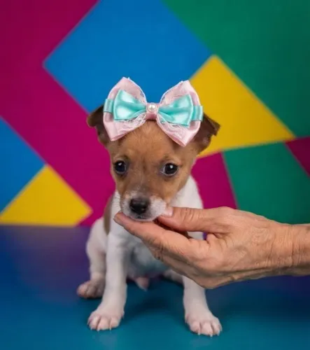 Carinho em Forma de Filhote Pinscher