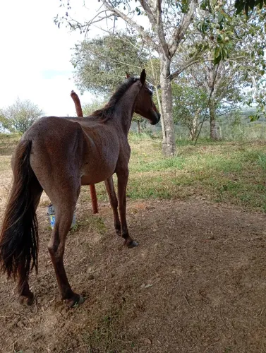 Vendo potra de picado