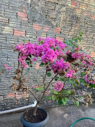 Vendo 4 plantas primavera
