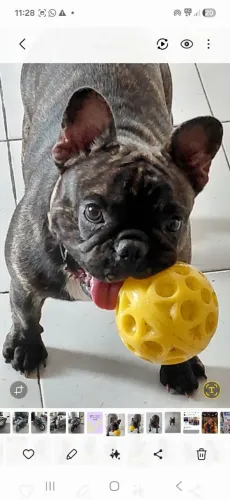 Bulldog francês fêmea 