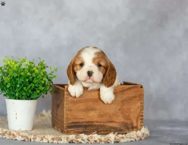 Cavalier King elegante - puro charme