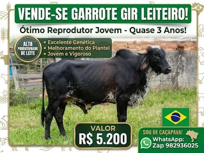 Garrote gir leiteiro ( ótimo para reprodutor)