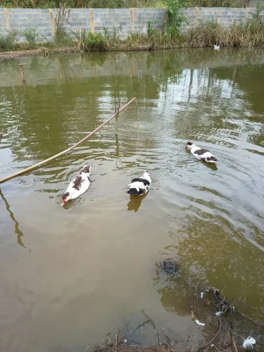 Patos canoa