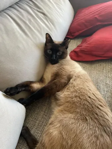 Gato Siamês