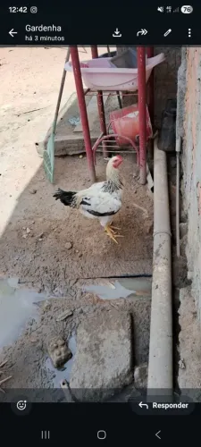 Vende-se galinhas e pontos caipiras