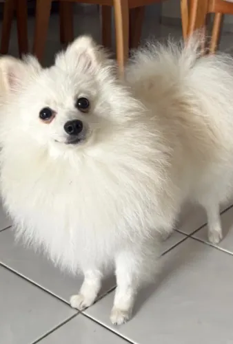 Procura uma namorada pra esse bb! Spitz alemão