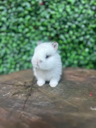 Netherland dwarf padrão show disponível para reserva
